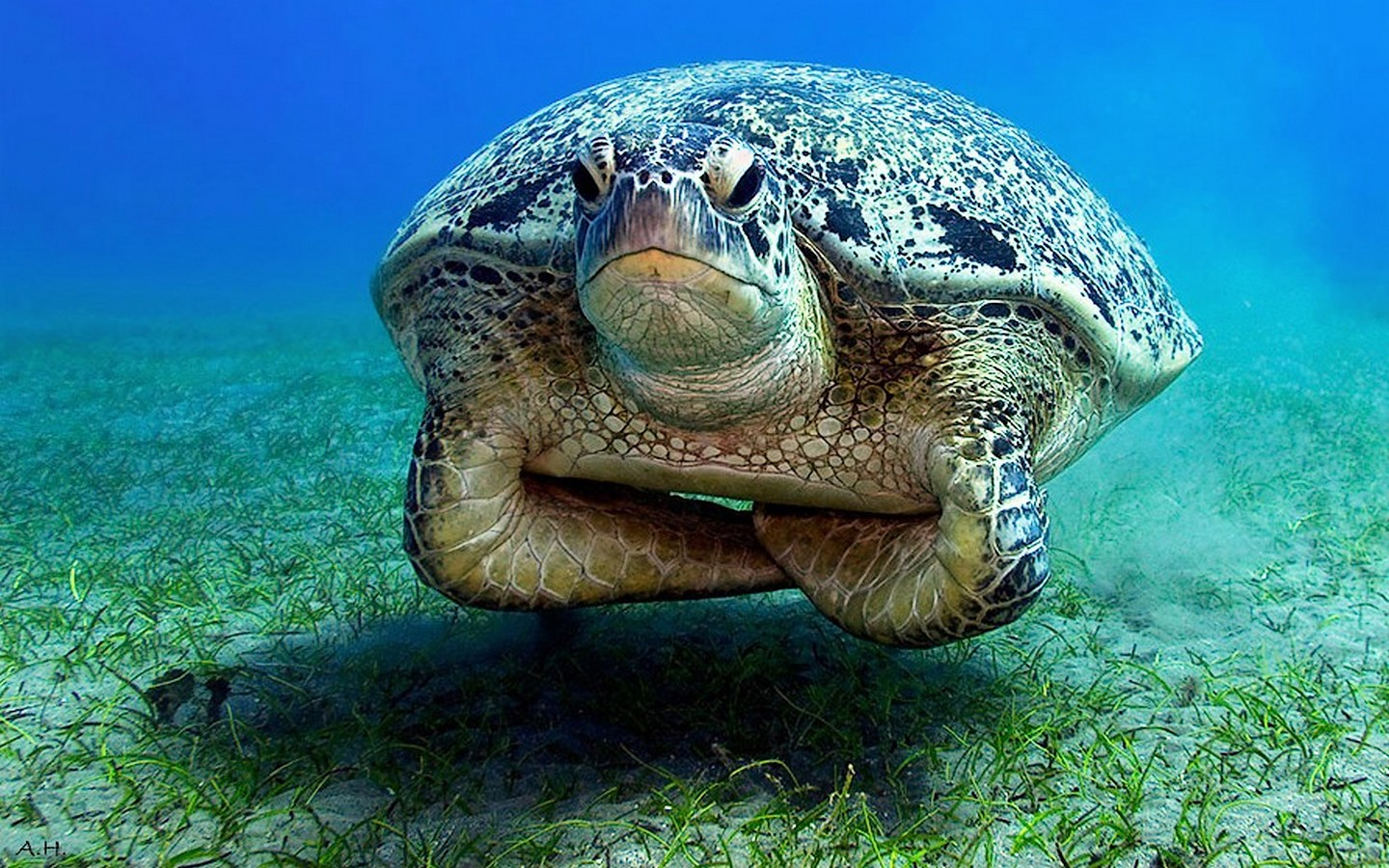 [Image: unimpressed-turtle.jpeg]
